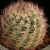 Echinomastus_dasyacanthus